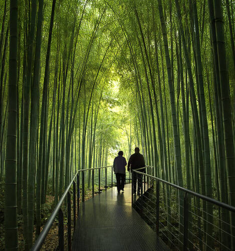 Bamboo Forest Japan