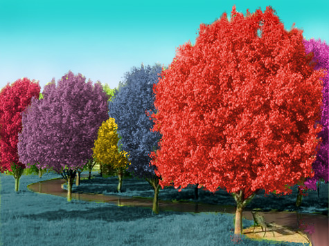 Chalk Colored Trees