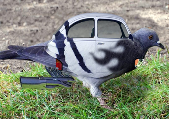 Pimp My Bird