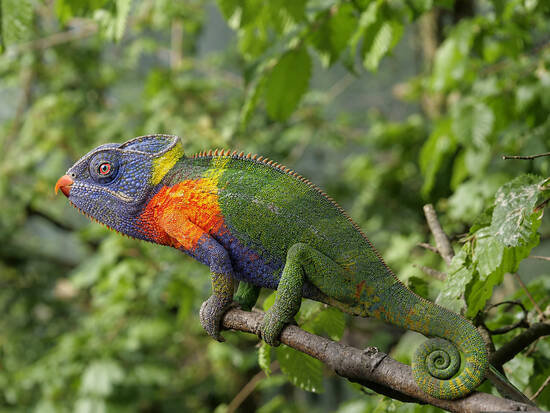 Chameleonkeet