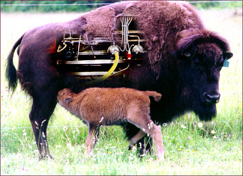 The Bovine Wisent Milker