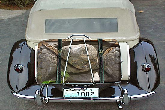 Reptile Luggage