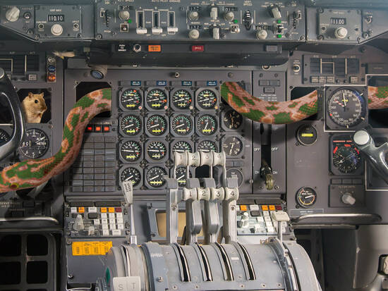 Snake in a Plane
