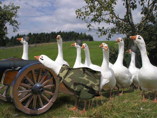 Anachronistic Army Geese
