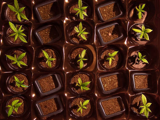 Chocolate Cannabis