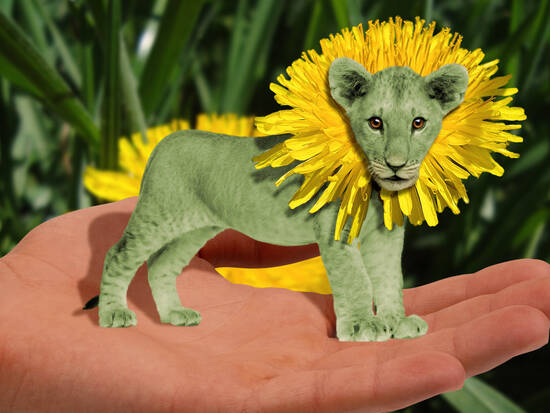 Dandelion Cub...