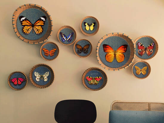 Butterfly Collection