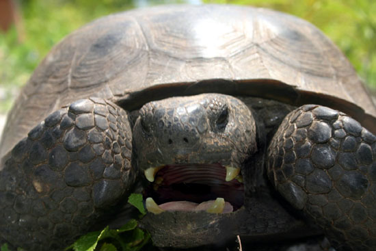 Big Tooth Turtle