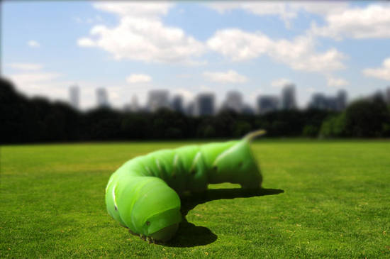Worm In The Park