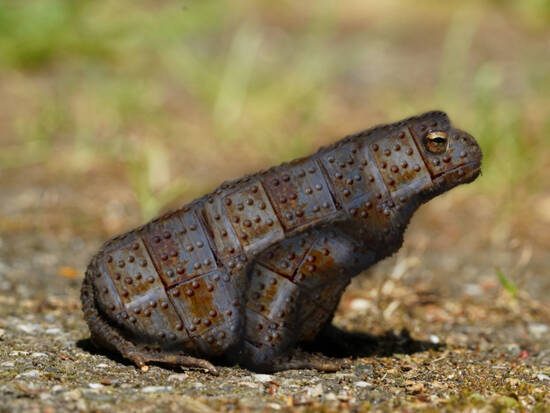 Patchwork Frog