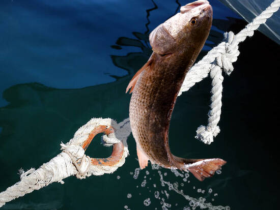 Fish Olympics