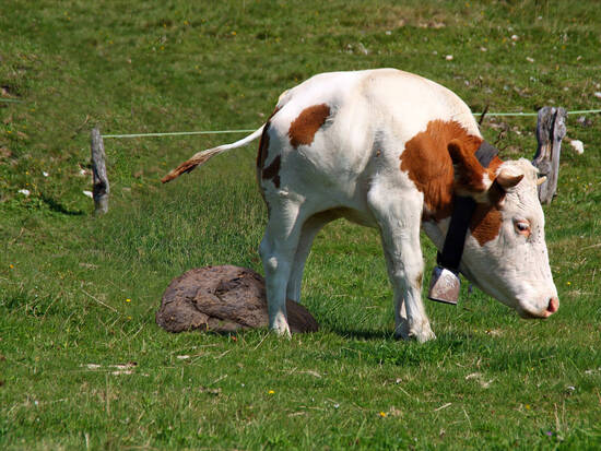 Cow Pie