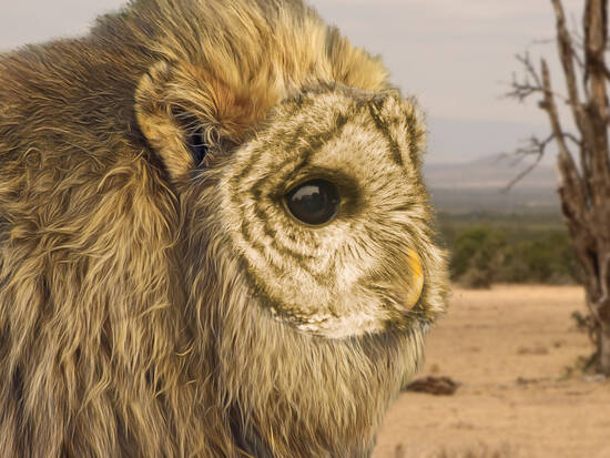 Weird critter in Africa