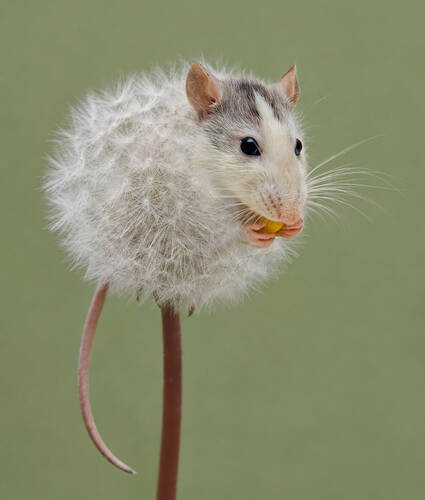 Dandemouse