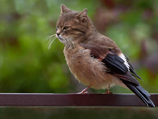 Cat or bird?