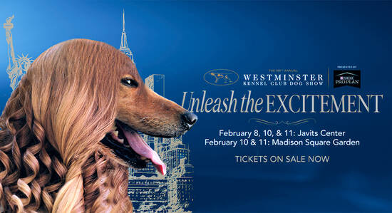 Best In Show