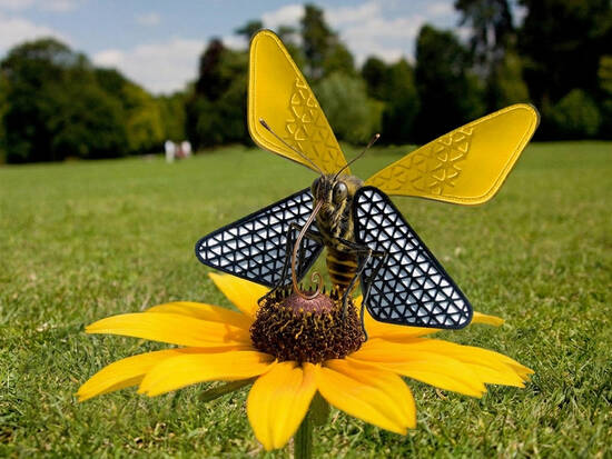 Incisalis sockeria