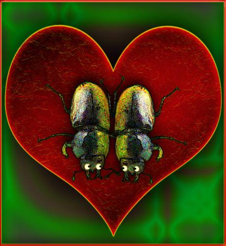 Stag Beetles in Love