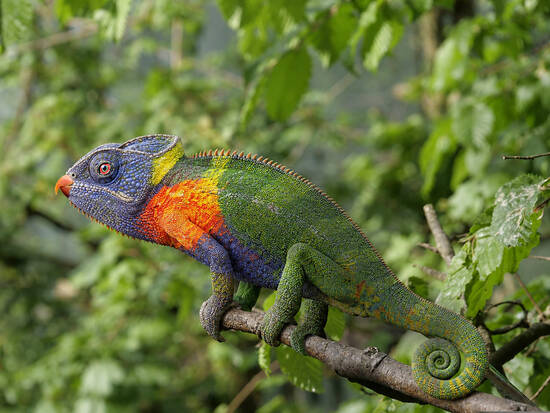 Chameleokeet