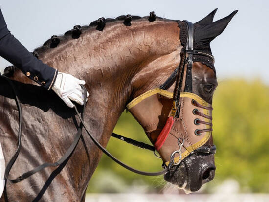 Reins