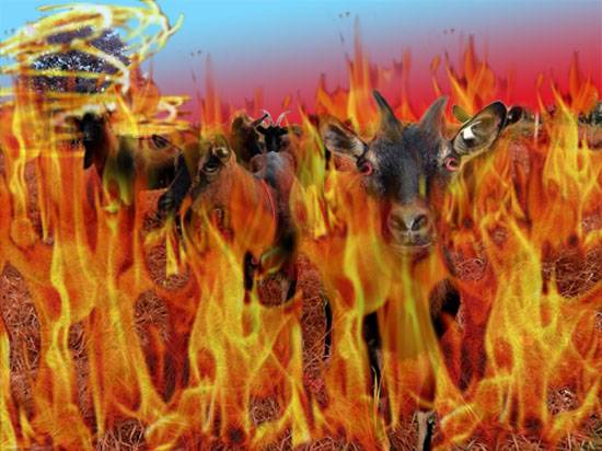 firey goats