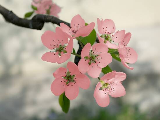 Pink blossom