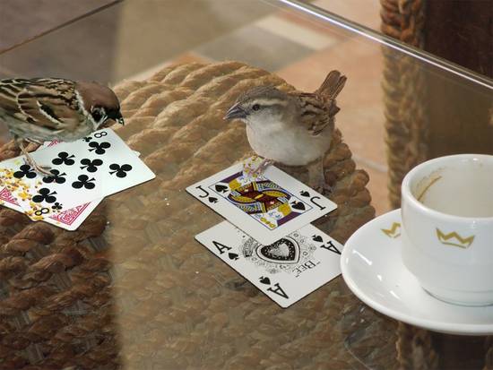 The gambling birds