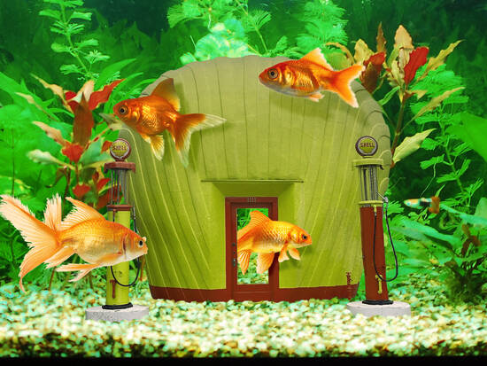 Fancy Fish Feeder?