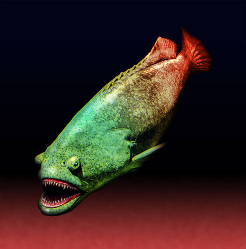 Vampire blood fish!