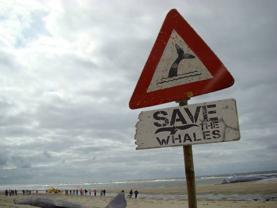 Save the whale
