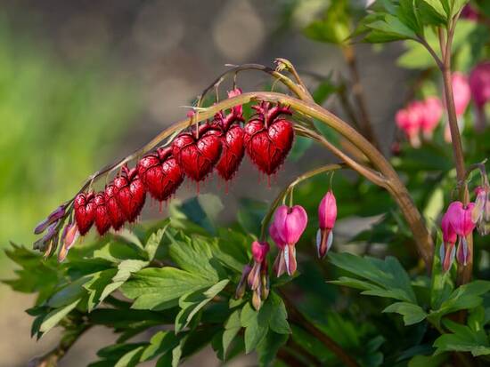 Real bleeding hearts