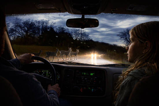 Look Daddy! Deer!