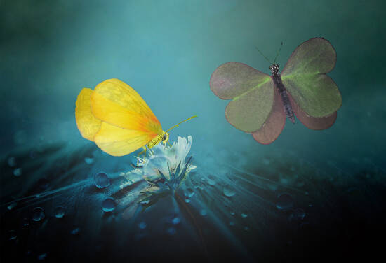 Butterflies