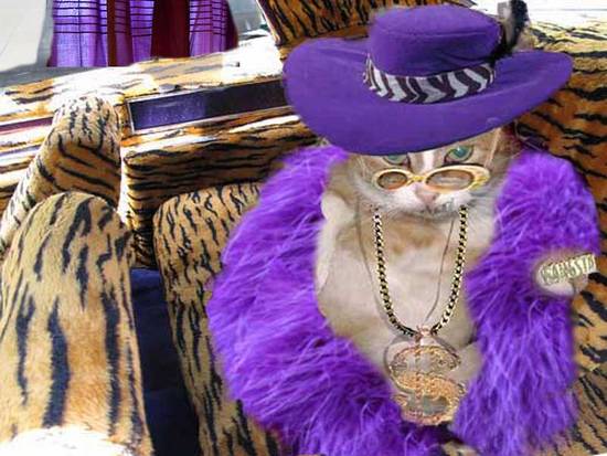 pimped up kitty