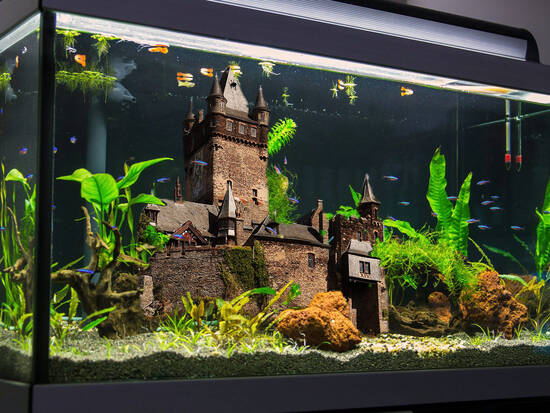 Fish tank
