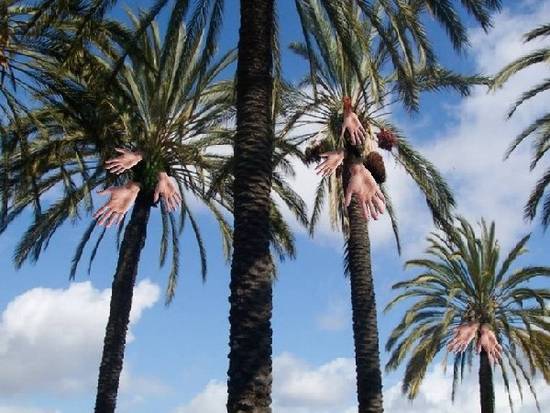 Palm Trees in Fruit