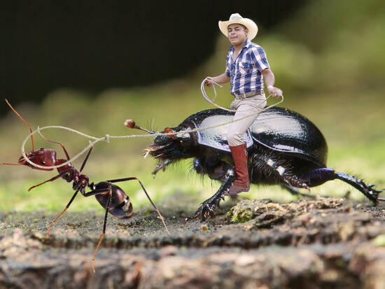 Tom Thumb Ant Wrangler