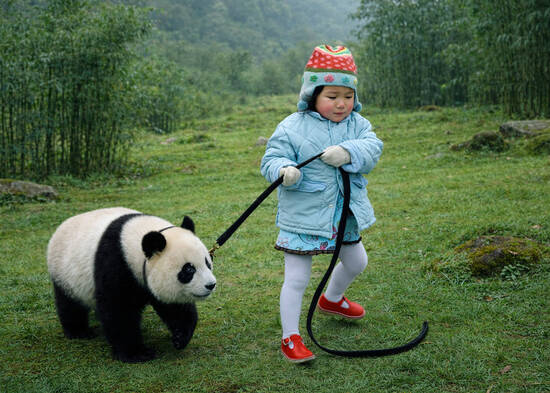 Walking her Panda