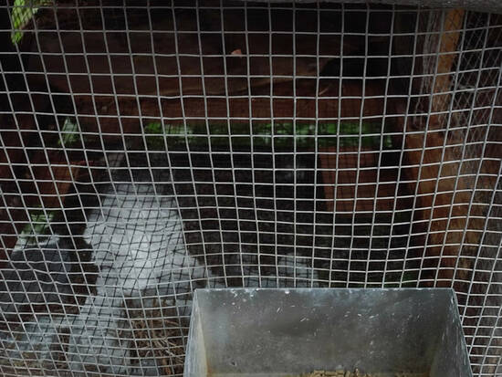 Escaped