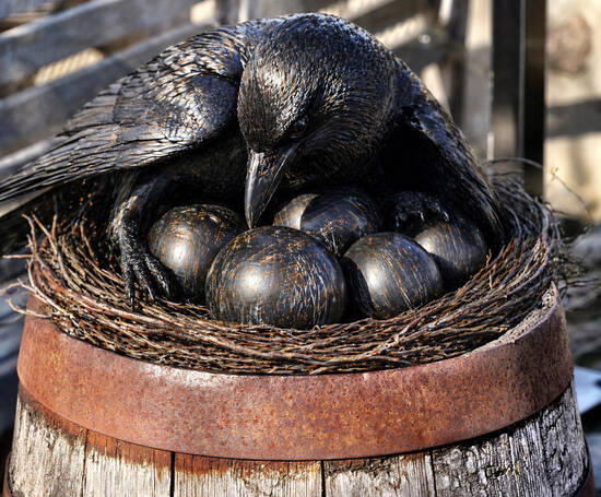 Black Bird Black Balls
