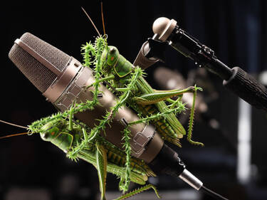 Grasshoppers, 3 votes