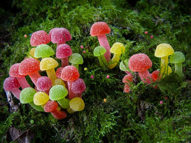 Gumshrooms , 2 votes