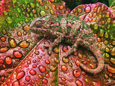 Chameleon, 5 votes