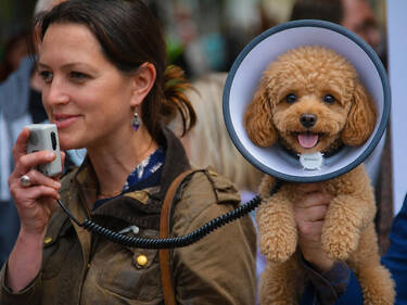 Adastra the Poodle, 7 votes
