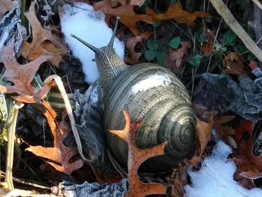 at a Snails Pace, 8 votes