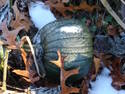 Frosty Pumpkin