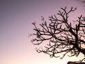 Tree at Sunset