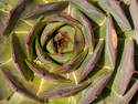 Succulent