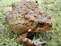Bumpy Toad