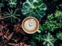 Coffee and Succulents
